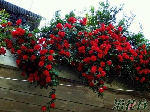 紫色玫瑰， 神秘而高贵