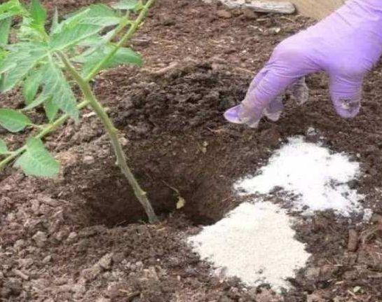 下山桩种植时哪种生根粉最适合促进其快速生根？