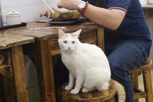 西施犬掉毛原因及护理，了解好养程度