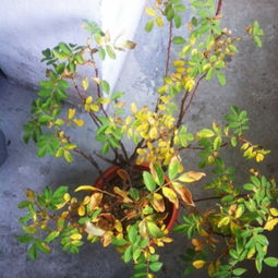 可Neng原因二：养分不足