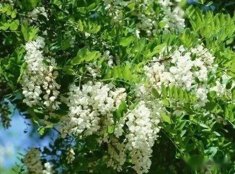 槐花何时绽放？揭秘最佳观赏期