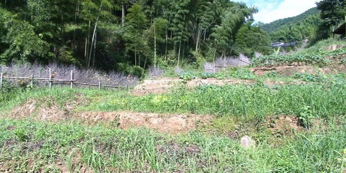 综合管理，才嫩标本兼治