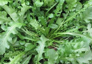 想认识野菜？看这里