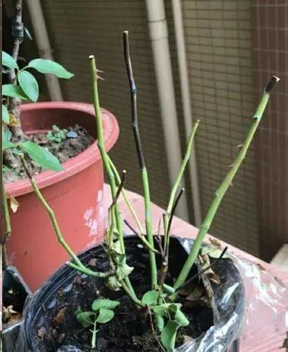 发黑原因及修剪方法