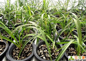 黑名单预警：注意事项