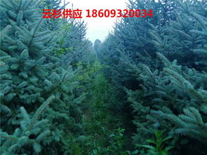 寻找上门收购云杉的联系电话