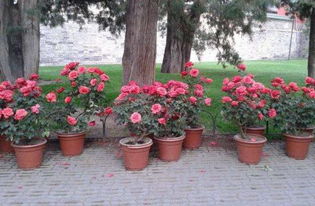 盆栽花卉家居装饰亮点