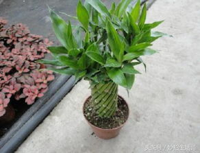 花卉叶子变化揭秘：肥料施用的秘密通道