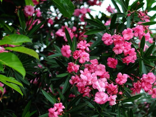 三、夹竹桃的施肥之道