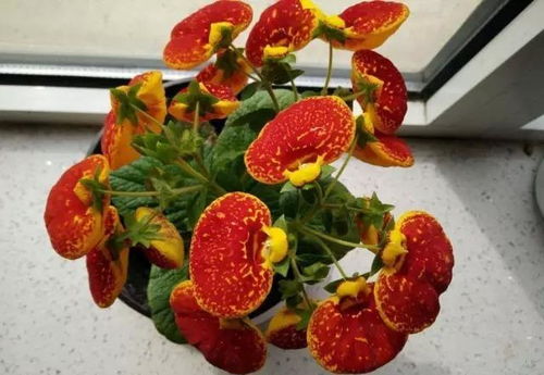 室内养荷包花，如何让花朵更鲜艳