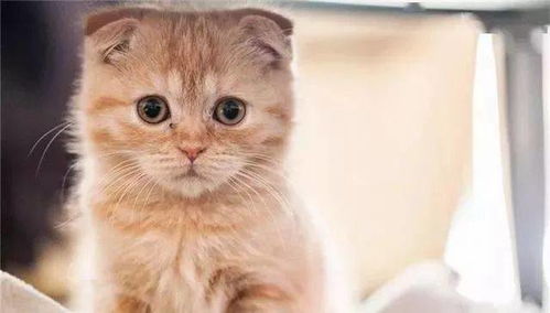 猫咪玩农药对我有什么影响？