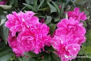 种子挑选与处理