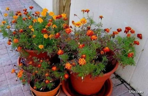 沙地种植，选花有讲究