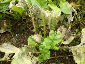 菜叶的神秘变身：花草的叶子之谜