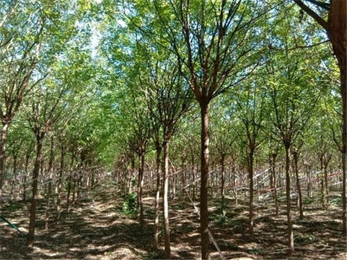 国槐常绿吗？它会不会一直保持绿色