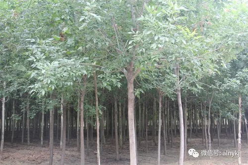 引子：苗木界的盛事，你准备好了吗？