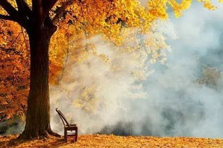 那片梦幻般的林间