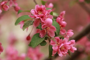 耐寒花儿的生存之道