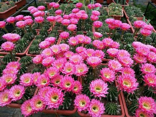 景区里的花儿朵朵开，你知道它们是谁吗？