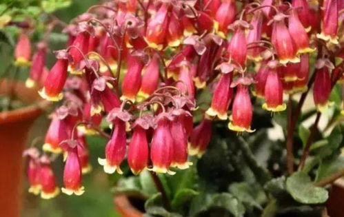 宫灯长寿花：寓意吉祥，深受喜爱