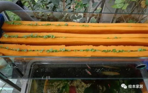 种啥菜不用施肥？