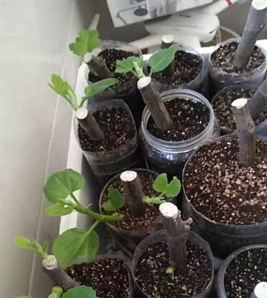 种花盆里种什么花既美观又好养活呢？