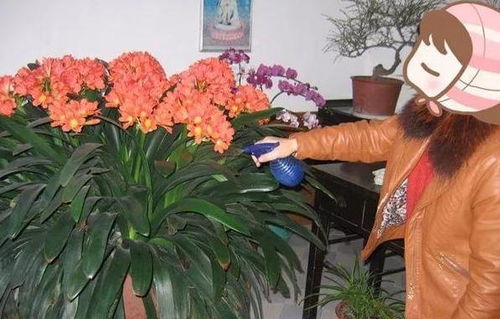 家庭养花必知：轻松打造绿色生活小窍门