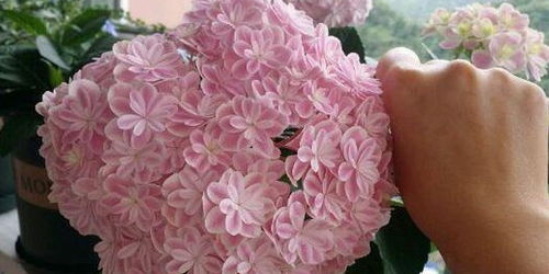 如何养护绣球花：花后处理技巧大揭秘