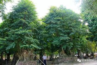 园林苗木种植技术要点，轻松入门指南