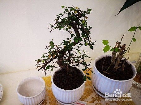 小叶榔榆盆景如何上盆？拆分技巧有哪些