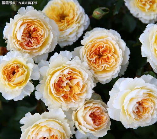 十一、诺娃阳台