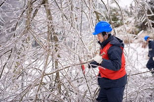 小麦抗寒秘籍:冬季冰雪中生长之道