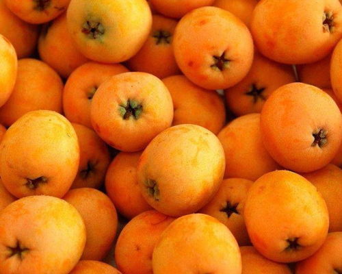 枇杷生长期间的病虫害防治