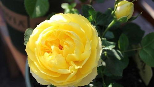 金丝雀月季， 奥利维亚月季，波莱罗月季