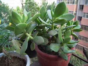 施肥频率：把握时间， 让翠云草茁壮成长