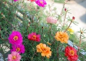 种植方法和注意事项