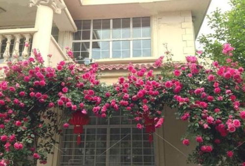 藤本月季，高挑的美女，你给她找个啥地儿住？