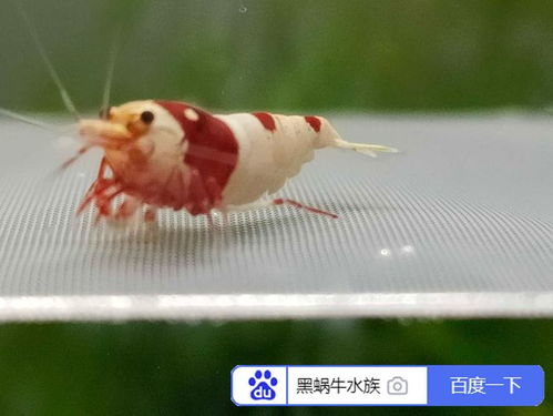 水晶虾需要补充哪些营养才能延长寿命？新手养虾如何避免常见误区？
