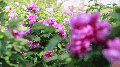 “七芍药八牡丹，这样的美景寓意着什么
