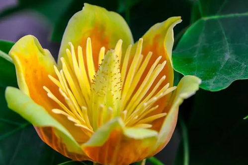 鹅掌楸：清洁树种， 生态保护的好帮手