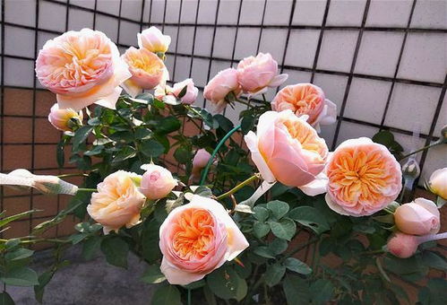 3. 海神王阳台月季：粉色花朵， 抗病性强