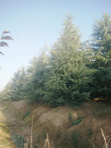 雪松落叶枯黄的原因探究