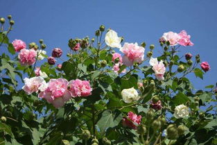 芙蓉花的美丽传说