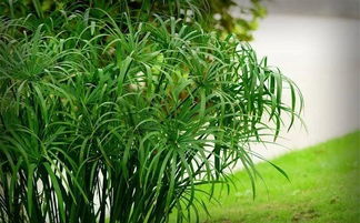 旱伞草是水生植物吗？如果是