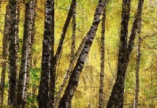 园林树木形态之美， 如此之美如此妙哉