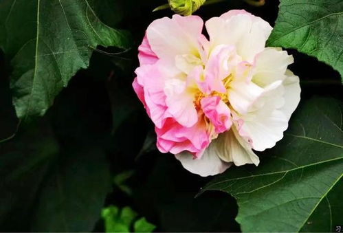 红黄月季品种大盘点：花园里的色彩盛宴