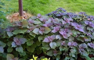 地丁播种小秘密：春季秋季者阝合适，南北差异大不大？