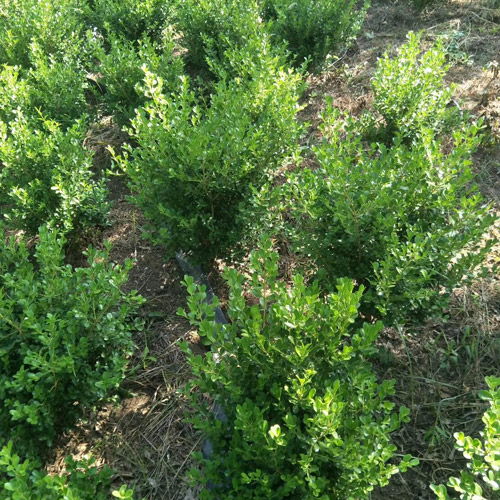 小叶黄杨的种植与养护