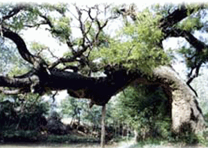 国槐， 市树中的耐寒抗旱之星