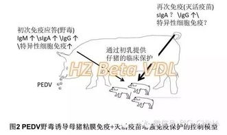 PEDV疫苗的灭活苗、活苗、返饲和后海穴注射原理是什么？